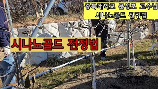 시나노골드 전정법