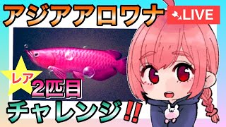 【ライフアフター】レア魚！アロワナチャレンジ2匹目！いってきまーす【生配信】