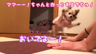 階段の踊り場で抱っこをしようとすると逃げるチワワ達！