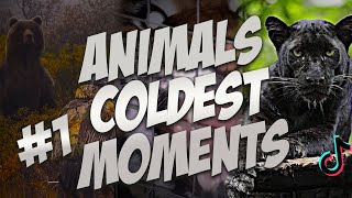 Animals coldest moments Part 1