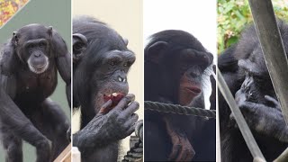 風邪ひき軍団とマリモの変化　東山動植物園　チンパンジー　202411