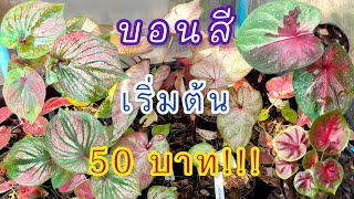 EP.162 สวนบอนสีพระทำ | บอนสีสวยมาก เริ่มต้น 50 บาท!!! น่าสะสมทั้งนั้น บอนเก่า บอนแรร์ไอเทม