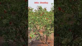 #agriculture #youtube #trending #trendingshorts #newvideo #शेतकरीbrand#subscribe #maharashtra#india