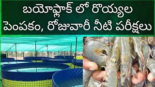 My Biofloc Shrimp farming and Water parameters || బయోఫ్లాక్ లో రొయ్యల పెంపకం రోజువారీ నీటి పరీక్షలు