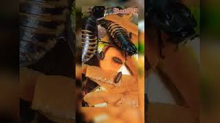 【Rango715】🪳Time Lapse of My Hissing Cockroaches 🌿eating Carrots #shorts #madagascar #roaches #爬虫類