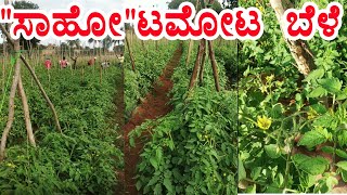 ಸಹೋ ಟಮೋಟ ಬೆಳೆ//ನಮ್ಮ ಟಮೋಟ ತೋಟ /sahoo tomota seeds// rg tv Kannada