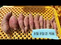 고구마재배방법 고구마 캐는시기 수확시기 결정