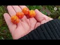 เก็บคลาวด์เบอร์รี่ในสวนป่า หน้าร้อนของสวีเดน cloudberry picking in the garden swedish summer