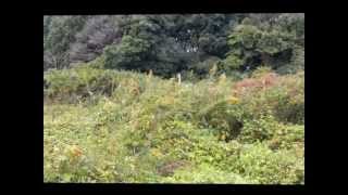 The cry of a green pheasant.wmv