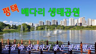 평택 배다리생태공원, 여름 산책 추천 평택명소...생태공원, 탐조, 맨발걷기, 호수와 아파트