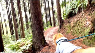 山道に迷い込んだ飼い主と愛犬。