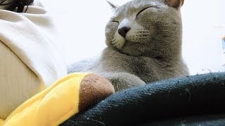 【猫動画】遊び疲れて添い寝しに来たロシアンブルー【russianblue】Russian Blue who came to sleep with tired play