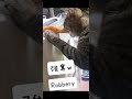 泥棒ネッコ　thieving cat　 cat 猫のいる暮らし funny