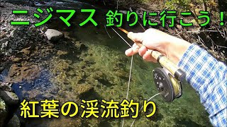 渓流へ行くと紅葉が始まっていた・ニジマス釣りを楽しむ / フライフィッシング　北海道 / FlyFishing - Japan