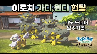 이로치 히스이 가디, 이로치 히스이 윈디, Shiny Growlithe, Shiny Arcanine(레알세 이로치, 아르세우스 이로치, Shiny hunt)