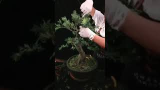 罗汉松这个发型帅吧。嘻嘻，❤+关注哟 #bonsaitree #tree #bonsailovers #podocarpus