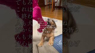 #子犬 #ミニチュアダックス #癒し #面白い #推し活 #可愛い  #子犬動画 #子犬のいる暮らし #犬のいる暮らし #犬のいる生活 #minituredachshund