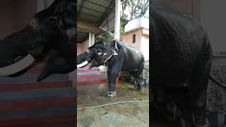 🐘🐘ആന നീരാട്ട് ||തൊട്ടയം കേശവൻ🐘🐘||at നെല്ലികുളങ്ങര temple നെന്മാറ||