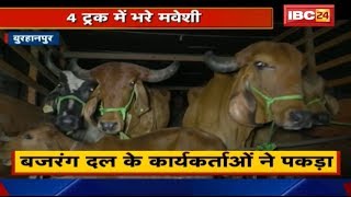 Burhanpur में पशुओं की तस्करी | Bajrang Dal के कार्यकर्ताओं ने पकड़े 4 Truck