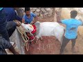 மாபெரும் 2024 முதல் வார வேடிக்கை jallikattu jallikattu2024