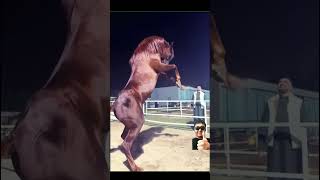 Красивый лошадь. Самые дорогие лошади в мире #shorts #конь #лошадь #horse