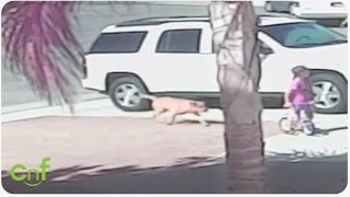 Hero Cat Saves Toddler From Dog Attack | INSANE footage