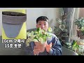 스킨답서스 오레우스 키우기 manjula pothos care