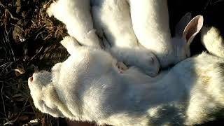 RABBIT, OMG Animals SOO Cute! AWW Cute baby animals, CUTEST moment of the Animal Planet 兔子 #489