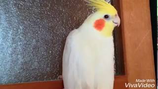 ぴー、首が、鼻が、そしてハゲ オカメインコ