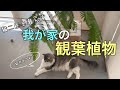 【観葉植物】猫二匹と暮らす我が家の観葉植物紹介！