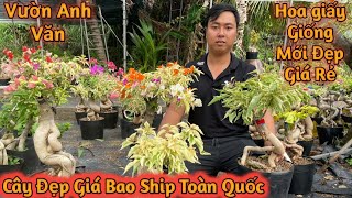 Chào bán Hoa Giấy Cẩm Thạch Tiểu Ấn Độ Combo Cẩm Thạch Hoa Giấy Đổi Màu Bonsai Hoa Giấy Đẹp