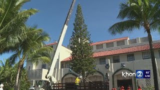 Honolulu Hale's Christmas tree installed