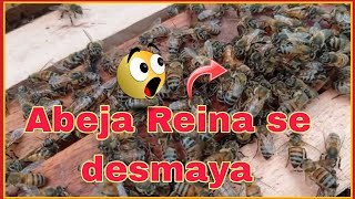 Abeja Reina  se desmaya  #apicultura #abejas #apismellifera