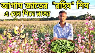 এ যেন শিমের রাজ্য | যশোরে আগাম রহিম জাতের শিম চাষ | সিম চাষ পদ্ধতি | শিম চাষ পদ্ধতি