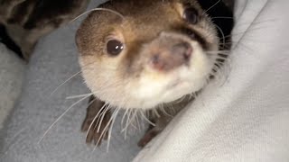 カワウソと一緒に寝るまでとその後の寝起き Wake up until and after sleeping with an otter