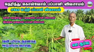 🔴ஈகோ பெர்ரி பப்பாளி 🍑இயற்கை முறையில் பப்பாளி விவசாயம் 🔴வேலி பயிராக ஆமணக்கு 🔴ஊடுபயிராக கொள்ளு