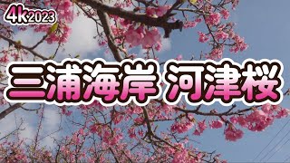 【4k】2023/01/21三浦海岸河津桜 開花情報