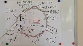 Grade 12 Life Science. Structure of human eye