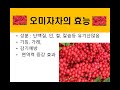 한만억건강법 오미자차의 효능 음체질에게 좋습니다