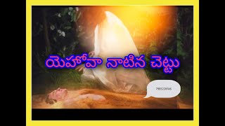 యెహోవా నాటిన చెట్టు