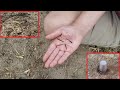 Easy & Quick Way To Plant Giant Bamboo Seeds 🎍🎋🐼