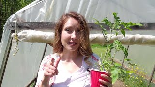 Grow More Tomatoes With These Easy Tips | 18 Plants Feed Family of 4 for a Year