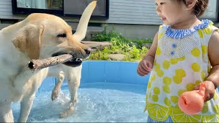 夏日だ！プールだ！水を浴びると本気出すラブラドール🐕