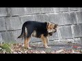 広島県の野良犬　歩道を歩く犬