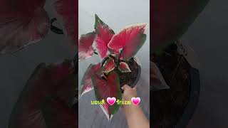 บอนสี รักเอย#caladiumlovers #caladium #บอนสี #บอนสีโบราณ #บอนสีแรร์ไอเทม