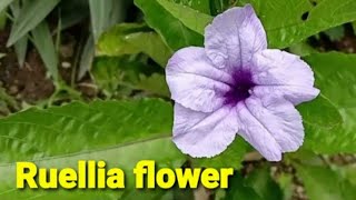 ruellia or kencana ungu, wild flower, flowers garden