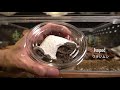 setting up new bioactive tank for leopard gecko レオパのバイオアクティブビバリウムを作るよ