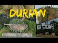 Borong Durian Murah Kg Gajah, Perak