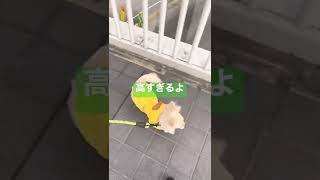 【ポメラニアン×チワワ犬】こんな高いとこ初めて