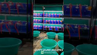 Guppy farm Ernakulam pallikkara #trending #petfishlover #fish #reels #viralvideos #video #trending